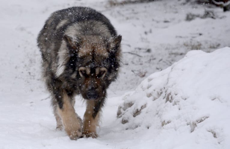 Aslan, a German Shepherd Dog and Alaskan Malamute mix tested with EmbarkVet.com