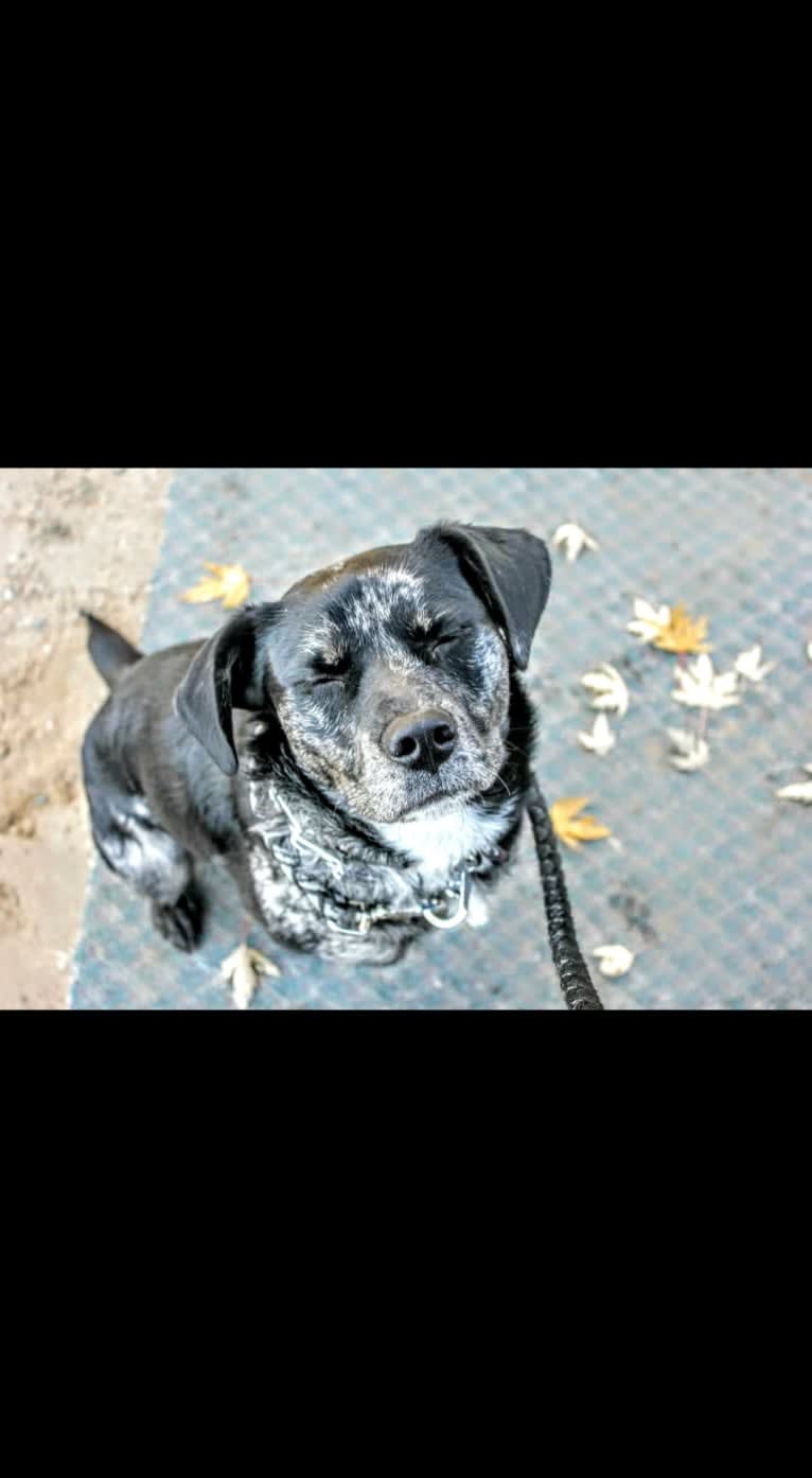 Gerdy, a Rottweiler and Australian Shepherd mix tested with EmbarkVet.com