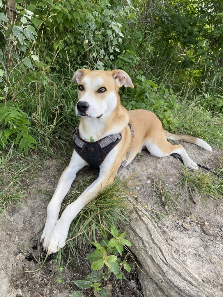 Frank, an American Pit Bull Terrier and Great Pyrenees mix tested with EmbarkVet.com