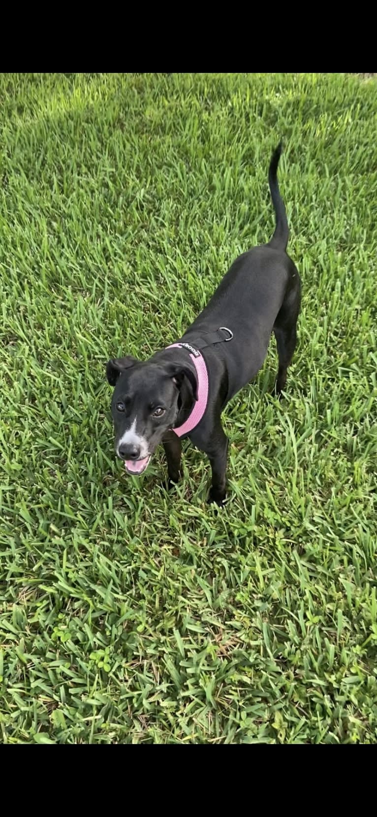 Raven, an American Pit Bull Terrier and Chow Chow mix tested with EmbarkVet.com