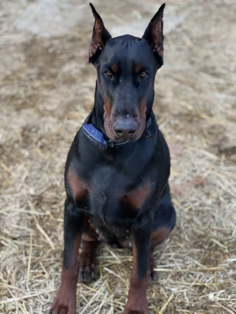 Quinn, a Doberman Pinscher tested with EmbarkVet.com