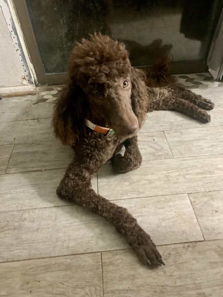 Photo of Nestle, a Poodle (Standard)  in Harker Heights, TX, USA