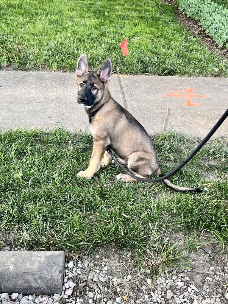 Manfred Von Rexroad, a German Shepherd Dog and American Pit Bull Terrier mix tested with EmbarkVet.com