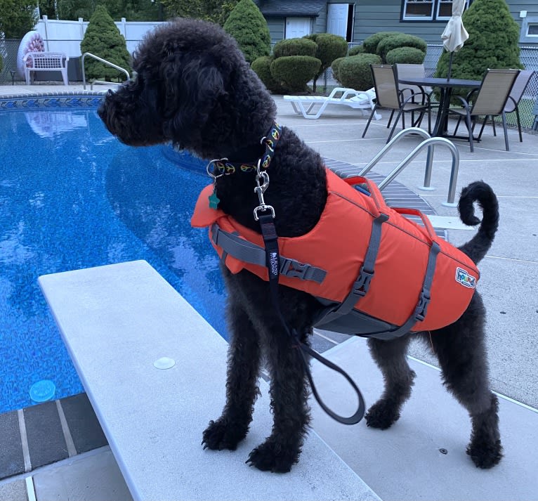 Bowie, an Airedale Terrier and Poodle (Standard) mix tested with EmbarkVet.com