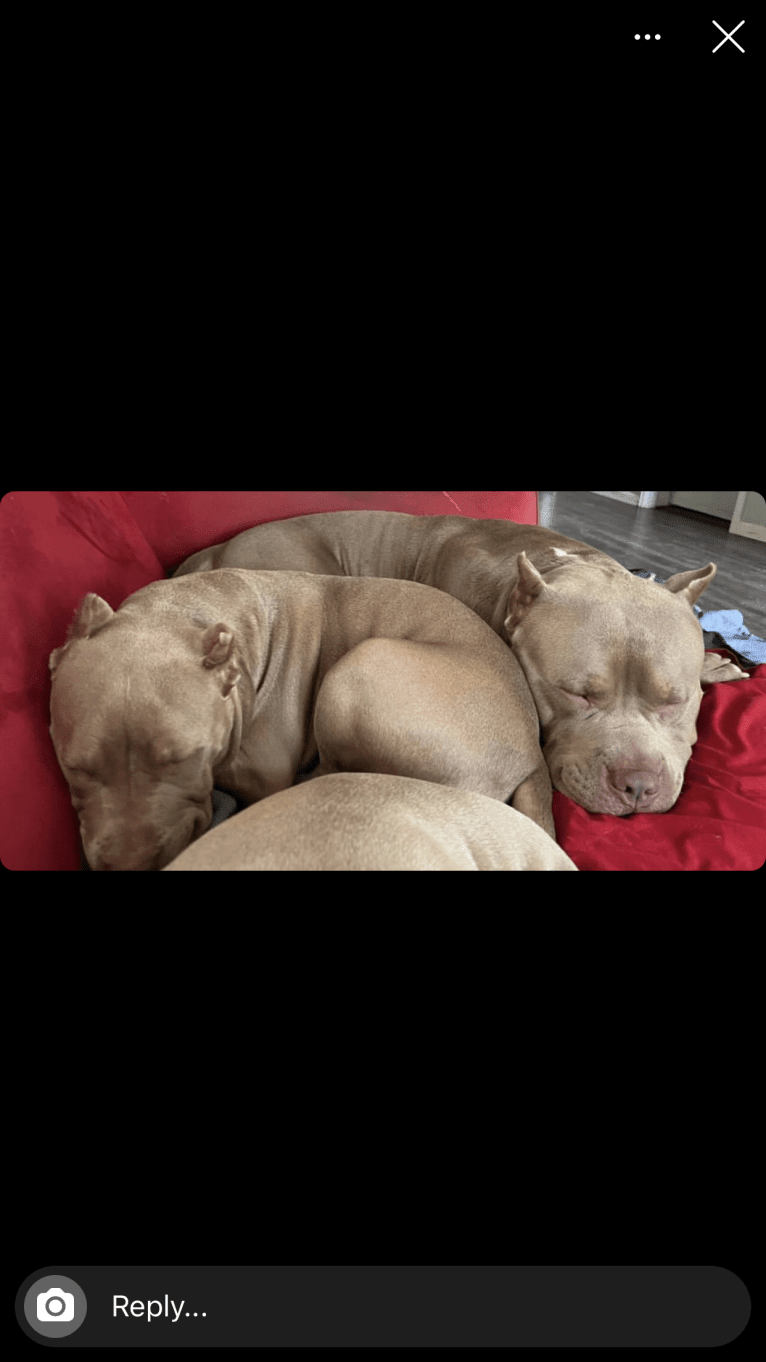 Teally, an American Bully tested with EmbarkVet.com