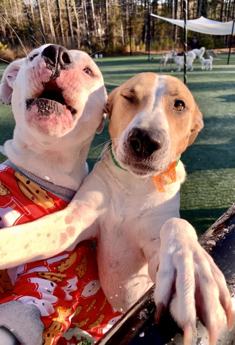 Tiptoe, an American Pit Bull Terrier and Great Pyrenees mix tested with EmbarkVet.com