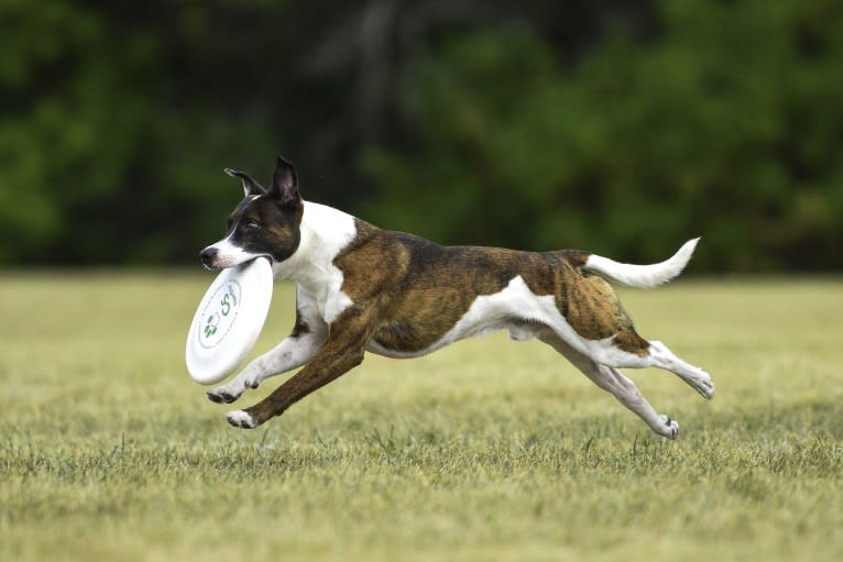 Pan, a Russell-type Terrier and Border Collie mix tested with EmbarkVet.com