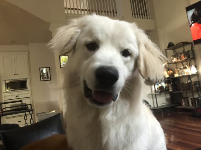 Snow, a Great Pyrenees and German Shepherd Dog mix tested with EmbarkVet.com