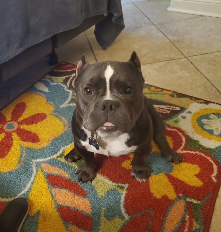 Lucas, an American Bully tested with EmbarkVet.com