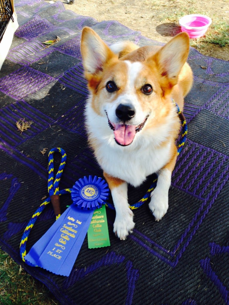 Wizard, a Pembroke Welsh Corgi and Border Collie mix tested with EmbarkVet.com