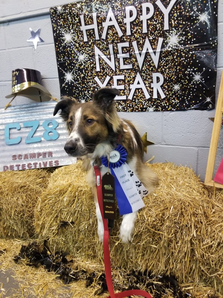 Bentley, an English Shepherd and Collie mix tested with EmbarkVet.com