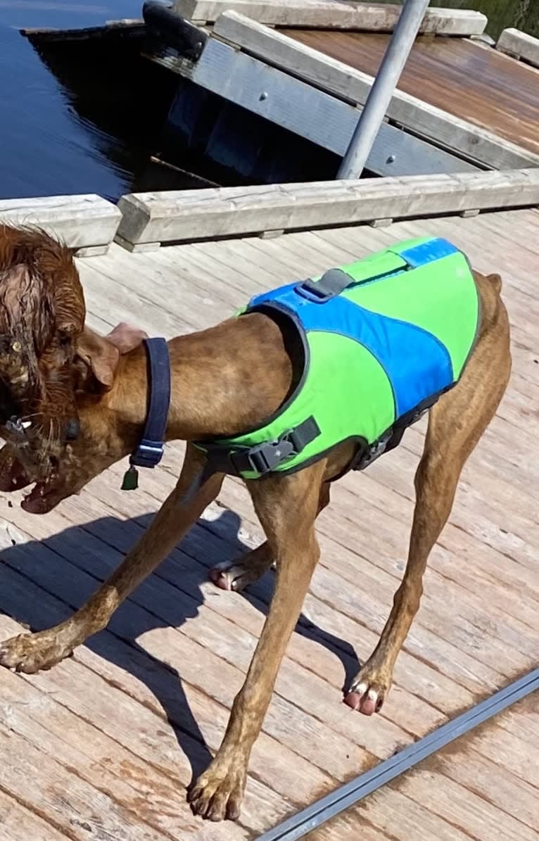 Leroy, a Doberman Pinscher and Boxer mix tested with EmbarkVet.com