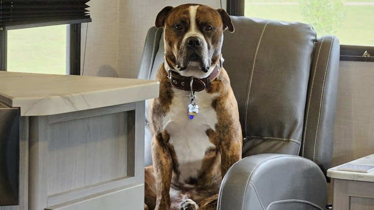 Loki, an American Pit Bull Terrier (4.7% unresolved) tested with EmbarkVet.com