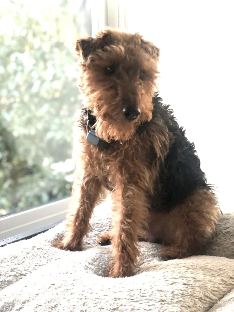 Howitzer, a Welsh Terrier tested with EmbarkVet.com