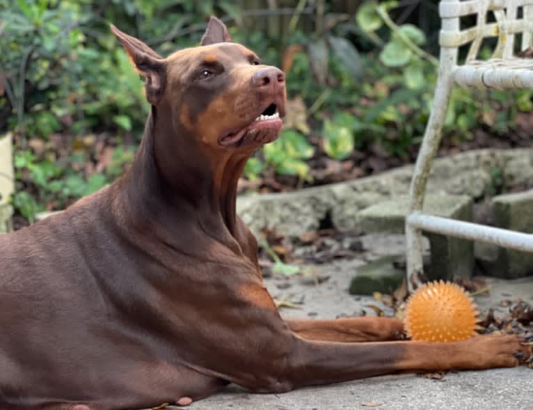 Aldebaran, a Doberman Pinscher tested with EmbarkVet.com