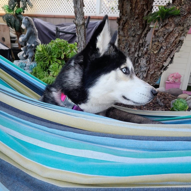 Teyla, a Siberian Husky tested with EmbarkVet.com