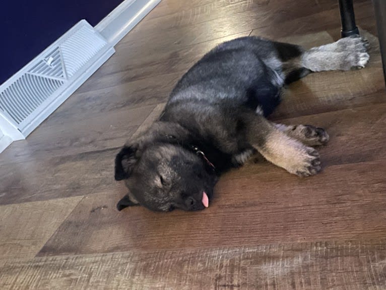 Brutus, a Norwegian Elkhound tested with EmbarkVet.com