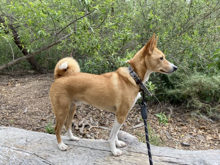 Ebo, a Basenji and Miniature Schnauzer mix tested with EmbarkVet.com