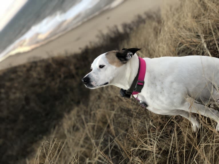 Belle, an American Pit Bull Terrier and Chow Chow mix tested with EmbarkVet.com