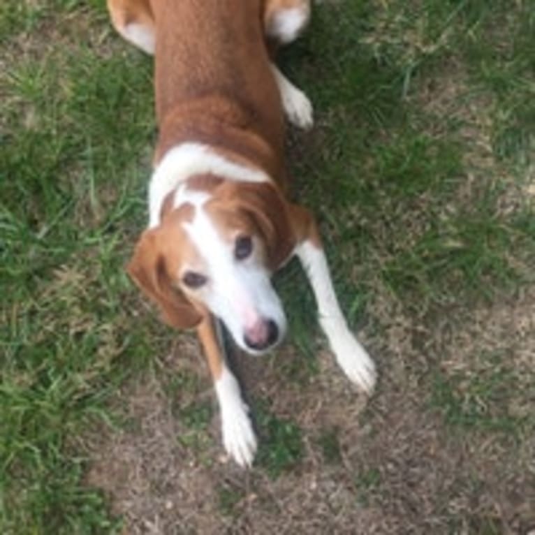 Cooper, an American Foxhound tested with EmbarkVet.com