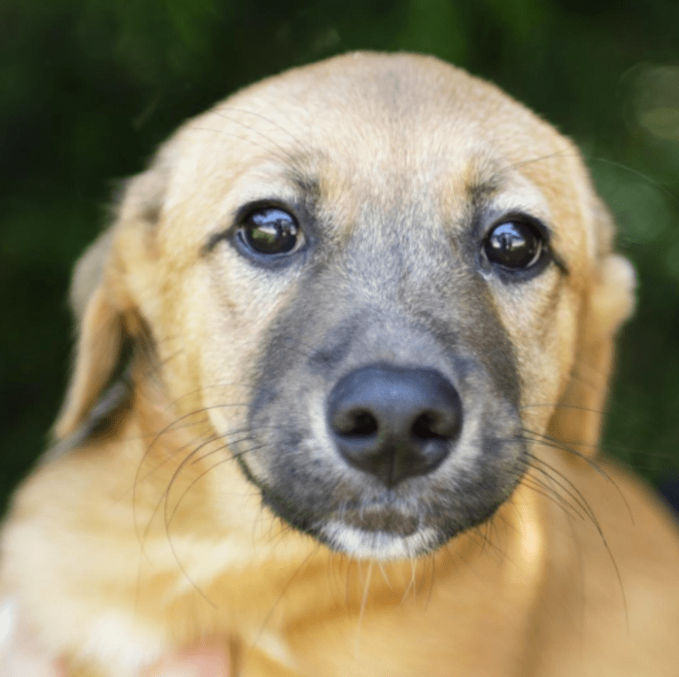 Sammy, an American Pit Bull Terrier and Chihuahua mix tested with EmbarkVet.com