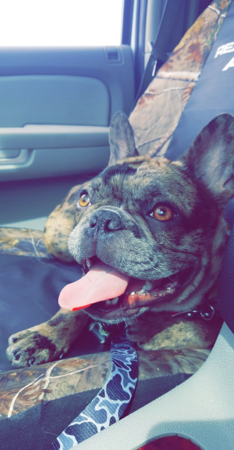 Opie, a French Bulldog tested with EmbarkVet.com