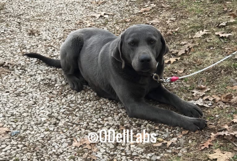 Eli, a Labrador Retriever tested with EmbarkVet.com