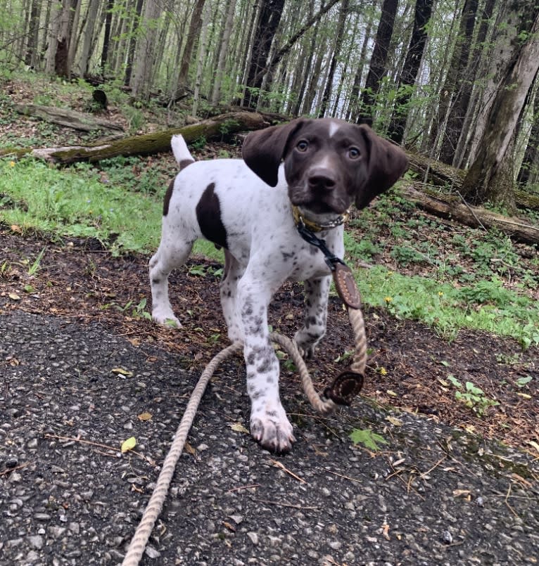 Jack, a German Shorthaired Pointer tested with EmbarkVet.com