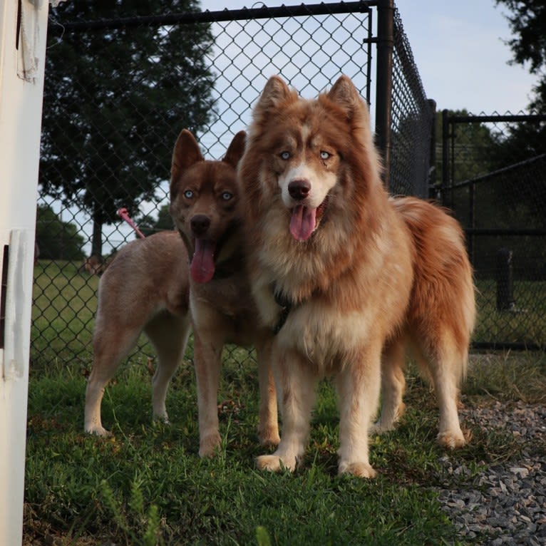 Sokka, a Siberian Husky tested with EmbarkVet.com