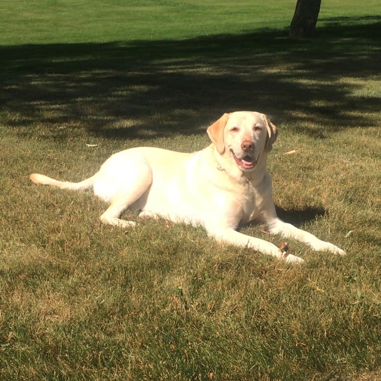 Po, a Labrador Retriever tested with EmbarkVet.com