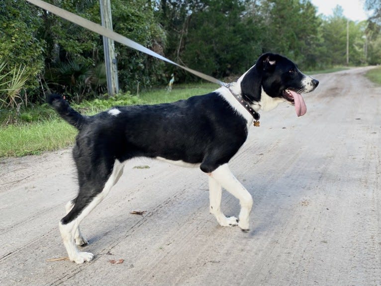 Poptart, a Central Asian Shepherd Dog tested with EmbarkVet.com