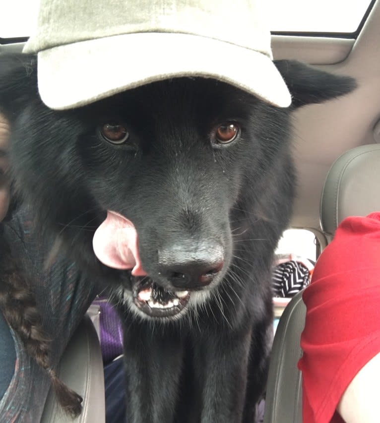 Oliver, a Siberian Husky and Labrador Retriever mix tested with EmbarkVet.com