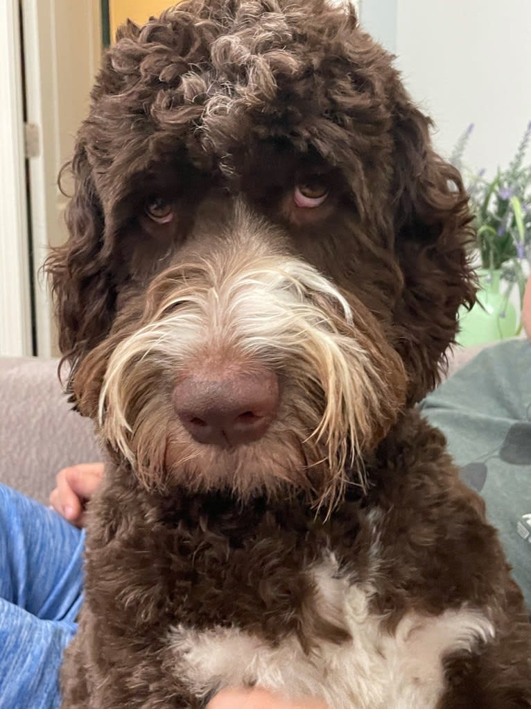 Bolo, an English Springer Spaniel and Poodle (Standard) mix tested with EmbarkVet.com