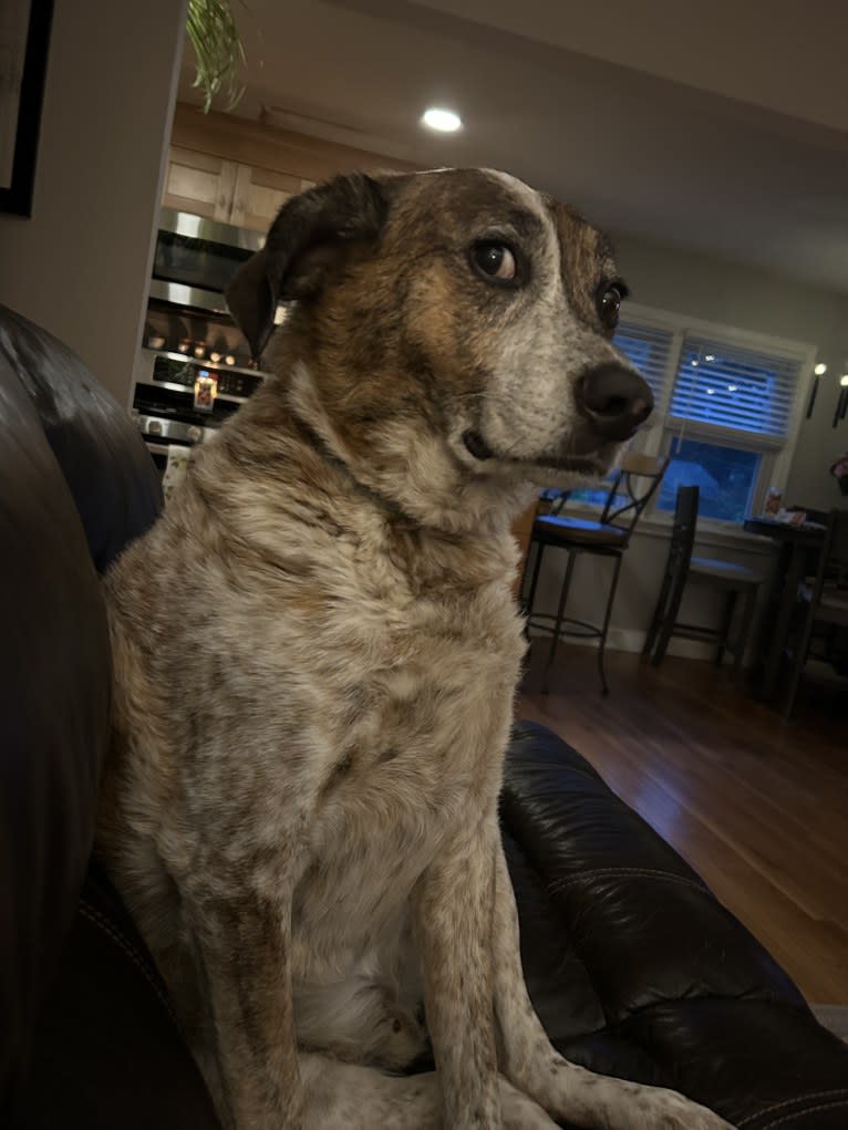 Ruger, an Australian Cattle Dog and Beagle mix tested with EmbarkVet.com