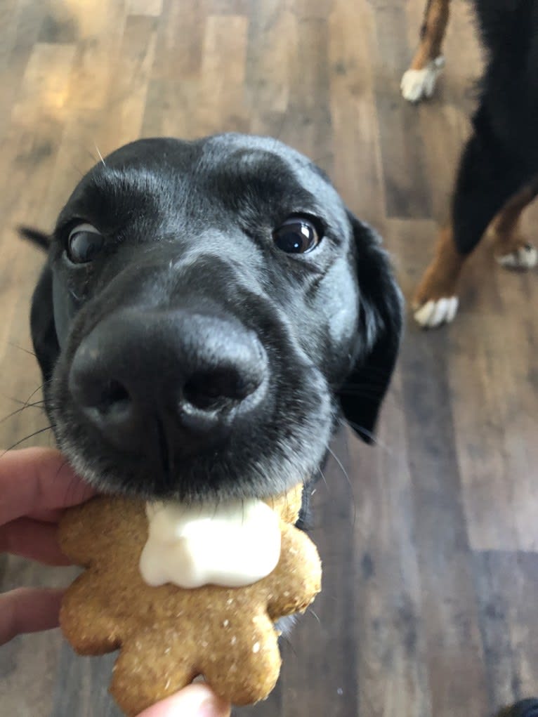 Bear, a German Shorthaired Pointer and Australian Cattle Dog mix tested with EmbarkVet.com