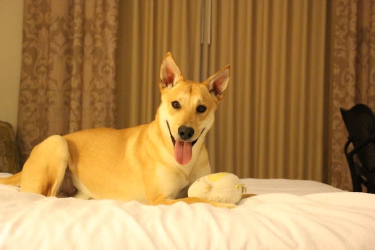 Bones, a Carolina Dog tested with EmbarkVet.com