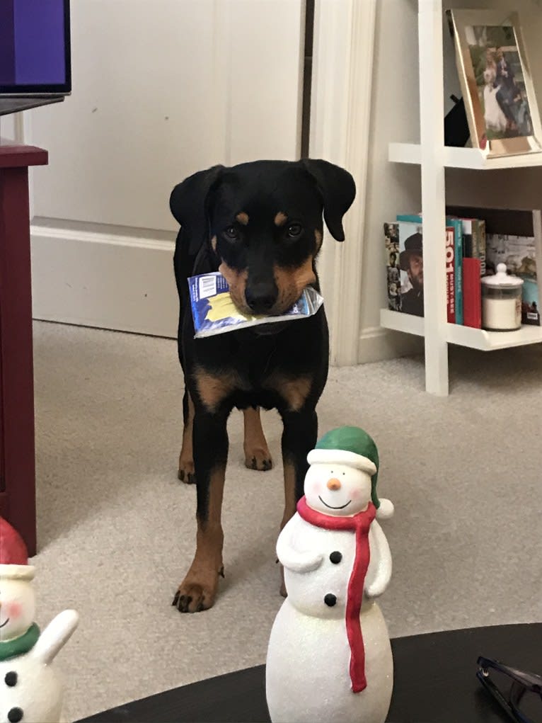 Lucy, a Rottweiler and Labrador Retriever mix tested with EmbarkVet.com