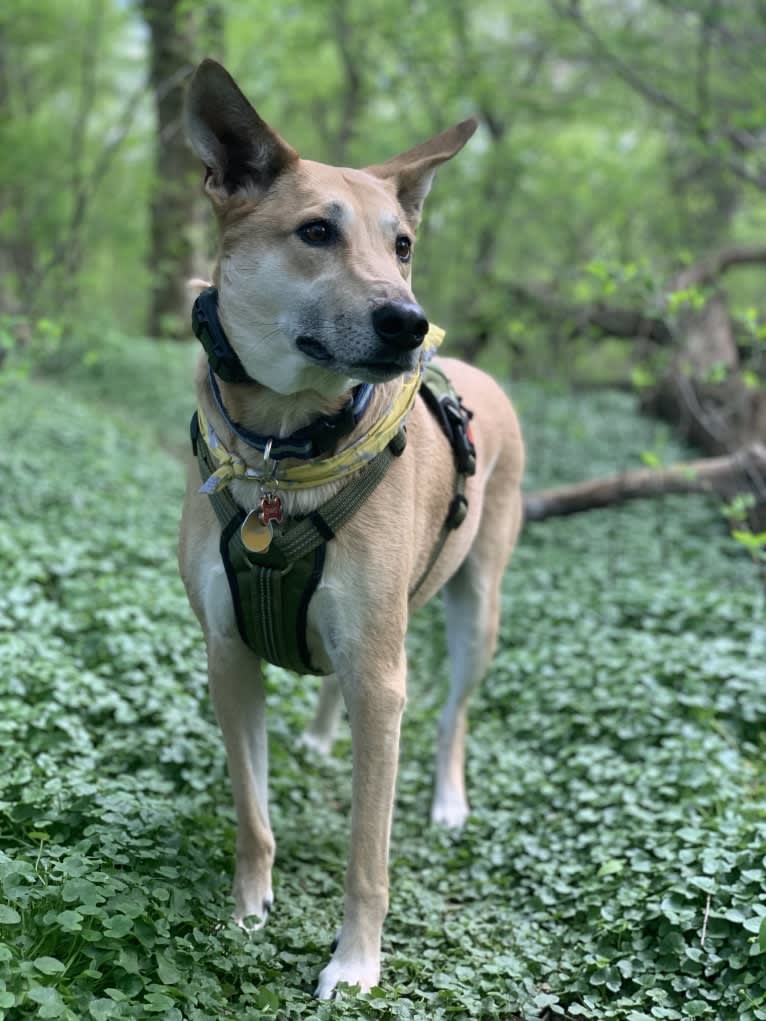 Chapati, a Central and East African Village Dog tested with EmbarkVet.com