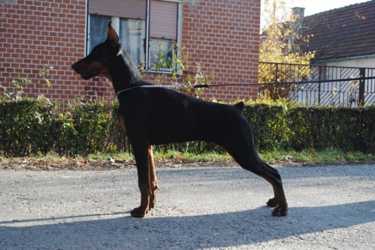 joy, a Doberman Pinscher tested with EmbarkVet.com