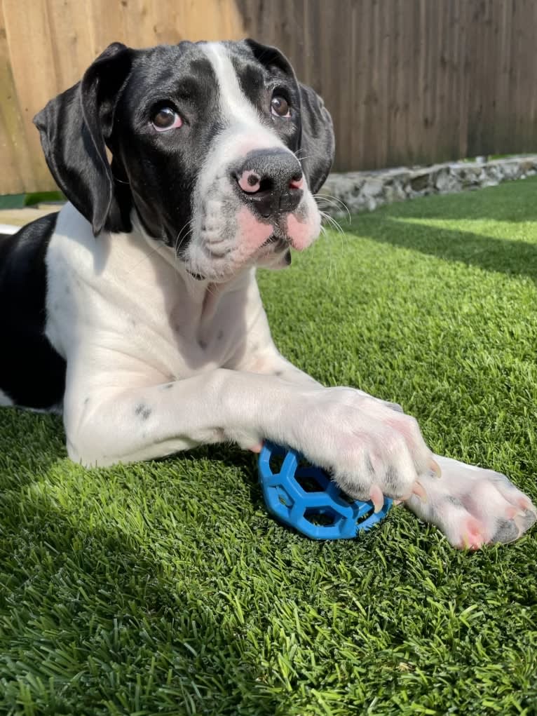 Finnegan, a Boxer and German Shorthaired Pointer mix tested with EmbarkVet.com