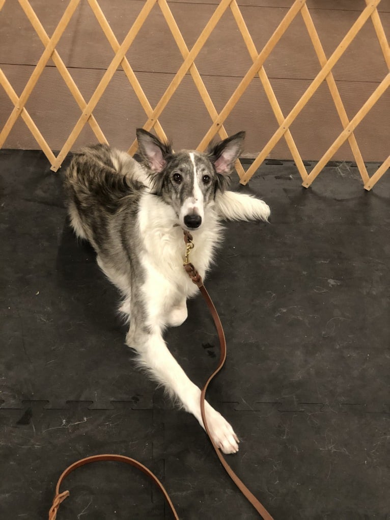 Twig, a Silken Windhound tested with EmbarkVet.com