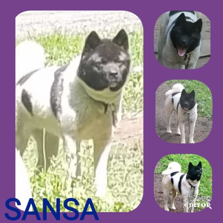 Sansa, an Akita tested with EmbarkVet.com