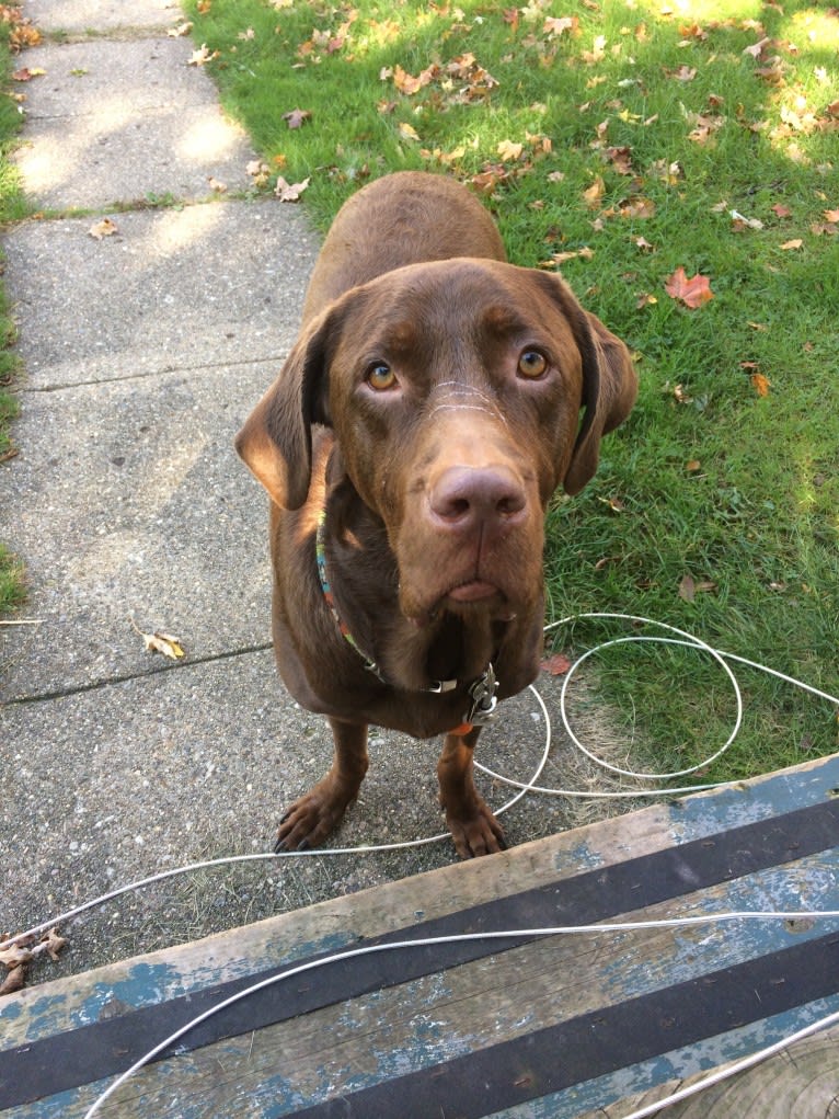 Bruce, a Labrador Retriever (12.5% unresolved) tested with EmbarkVet.com