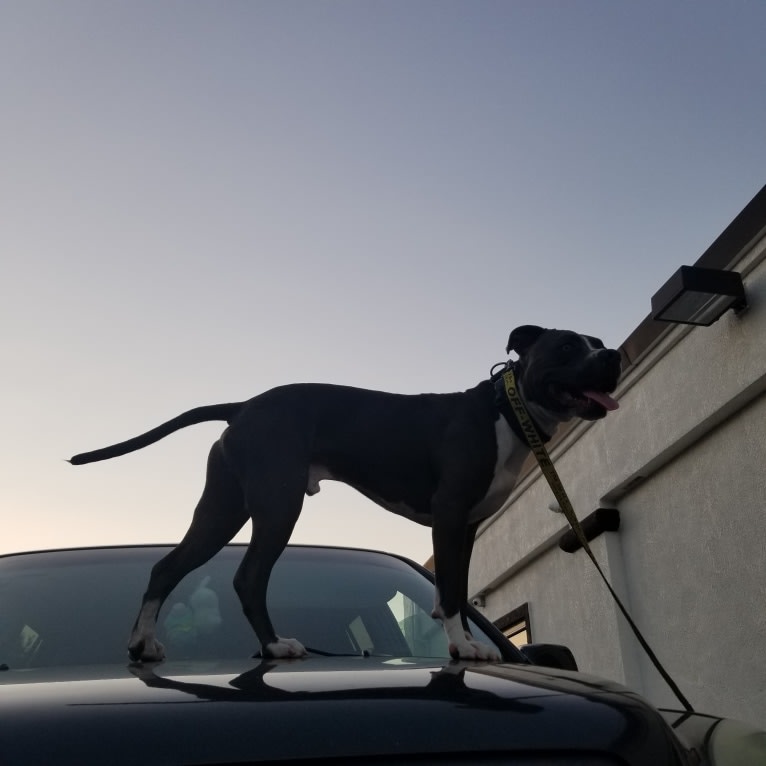 MaSiWei, an American Bully tested with EmbarkVet.com
