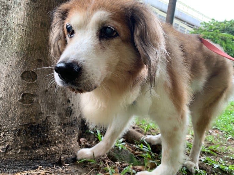 Captain, a Formosan Mountain Dog and Cocker Spaniel mix tested with EmbarkVet.com