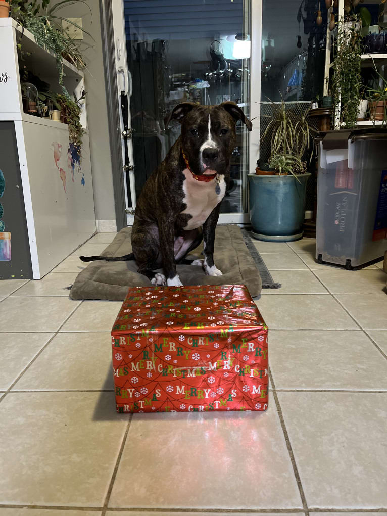 Chidi Buddy, an American Bully tested with EmbarkVet.com