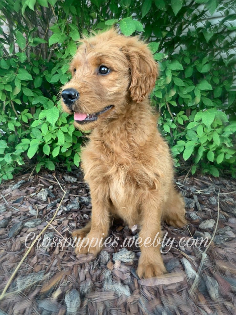 Gray Collar, a Goldendoodle tested with EmbarkVet.com