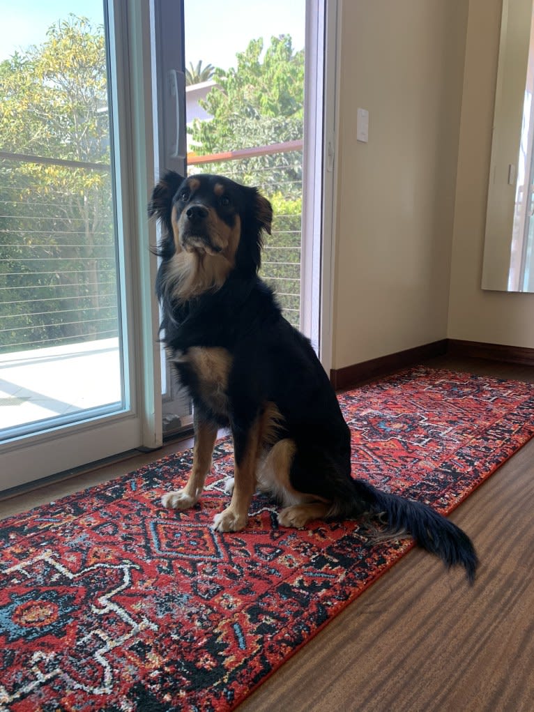 Roux, an Australian Cattle Dog and Chihuahua mix tested with EmbarkVet.com