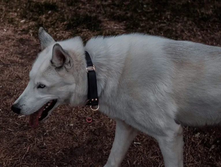 DEMON, a Gerberian Shepsky (5.0% unresolved) tested with EmbarkVet.com