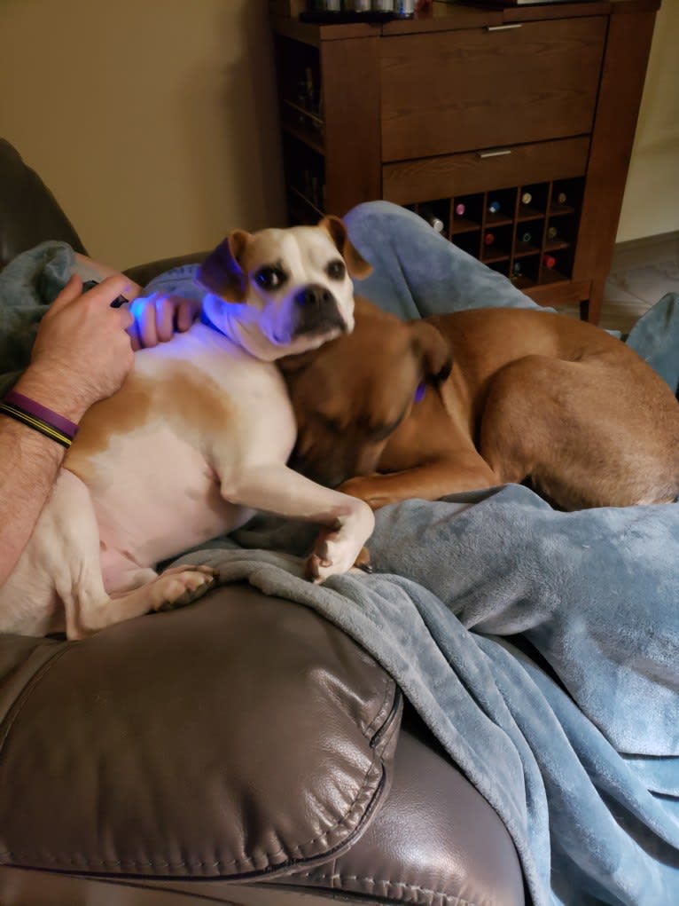 Melania (Lonnie), an American Pit Bull Terrier and Labrador Retriever mix tested with EmbarkVet.com